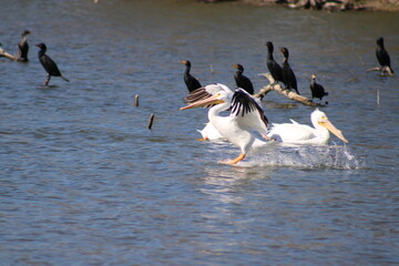 American White Pelican comes in for a perfect landing on White Rock Lake that is part of the Parks and Recreation Divisions Crown Jewels. 