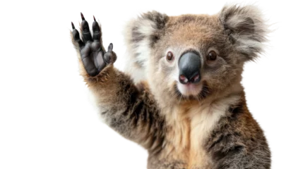 Gardinen Koala Waving and Holding Hand Up © Daniel