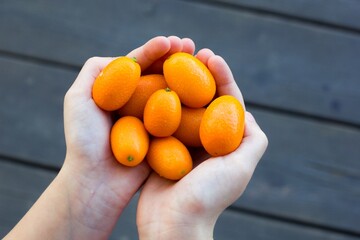 Children's hands full of kumquat fruits. Kumquat citrus fruit in hands.	
