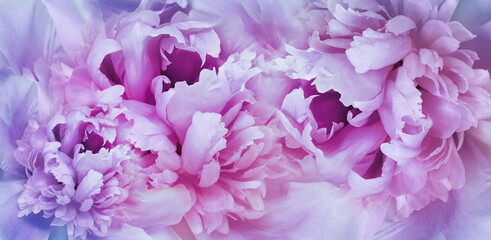 Floral spring background. Pink peonies and   petals. Close-up. .Soft focus. Nature