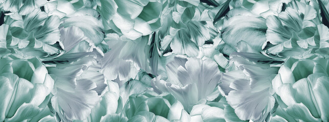 Tulips flowers and petals. Floral green background. Close-up. Nature.	
