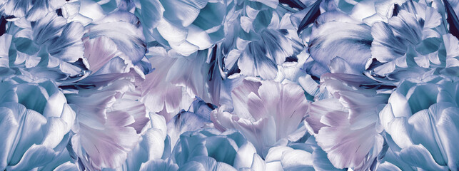 Tulips  flowers and petals.    Floral background.  Close-up. Nature.