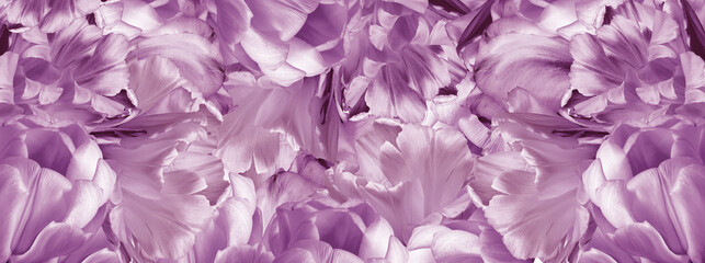Peony flowers and peony petals after rain.    Floral background.  Close-up. Nature.