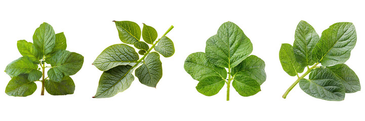 Set of potato leaf isolated on a transparent background