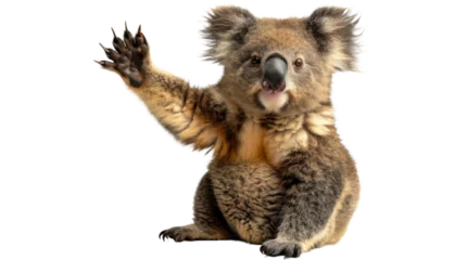 Poster Koala Sitting on Hind Legs © Daniel