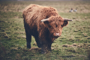 Scottish Highland beef standing on green field. High quality photo - 744685841
