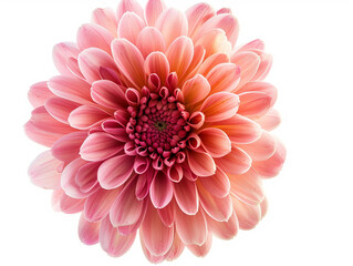 Chrysanthemum flower isolated on white background. Studio photography image. 