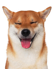 isolate portrait happy smiling red shiba inu on white background, For use in illustrations, Background image or copy space.