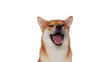 isolate portrait happy smiling red shiba inu on white background, For use in illustrations, Background image or copy space.