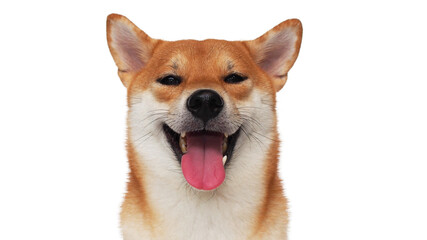 isolate portrait happy smiling red shiba inu on white background, For use in illustrations, Background image or copy space.