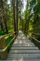 An ecotrope in a pine forest.