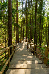 Fototapeta premium An ecotrope in a pine forest.