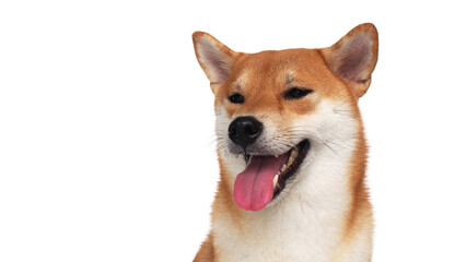 isolate portrait happy smiling red shiba inu on white background, For use in illustrations, Background image or copy space.