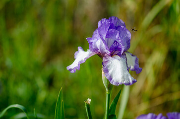 flower with pollinator insect adapted from nectar for honey, the iris in Greek means rainbow and takes on a different meaning depending on the color of the purple-blue iris flower and wisdom.
