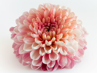 Chrysanthemum flower isolated on white background. Studio photography image. 