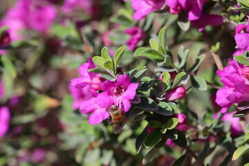 flowers in the garden