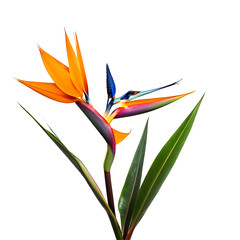 A Bird of Paradise on a white background