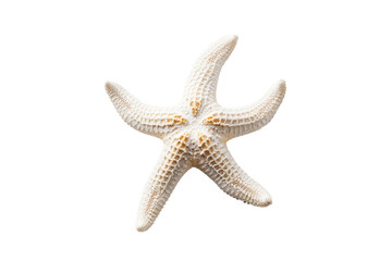 White Starfish. A single white starfish placed on a plain Transparent background.