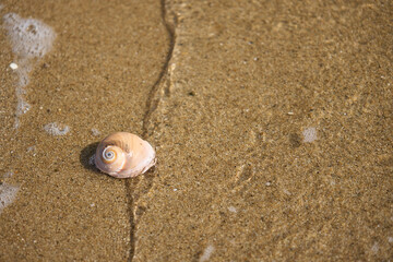 Fototapeta na wymiar 【夏時間】砂浜に打ち寄せる波と貝殻