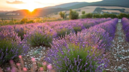 A stunning landscape capturing the beauty of a lavender field at sunset in summer