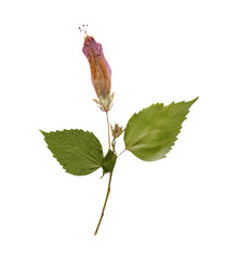 Hibiscus flower buds dried isolated on white background