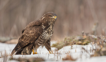Common Buzzard in winter at a wet forest