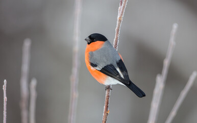Eurasian Bullfinch - male at a wet forest in winter
