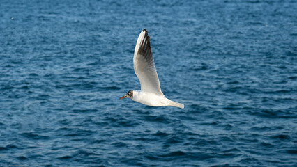 Fototapeta na wymiar seagull in the sea
