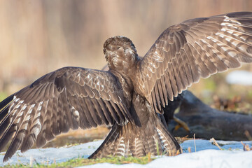 Common Buzzard in winter at a wet forest