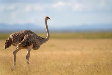 Poster masai ostrich in Amboseli national park © Ondrej