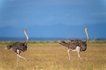 masai ostrich in Amboseli national park