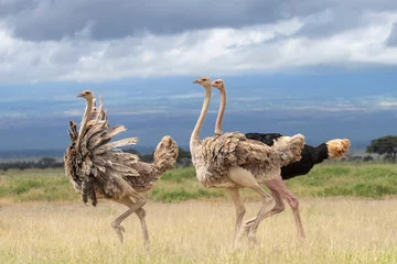 Fotobehang masai ostrich in Amboseli national park © Ondrej