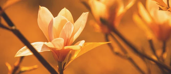 Poster Blossoming magnolia flowers. Springtime. Natural vintage flowers background © vvvita