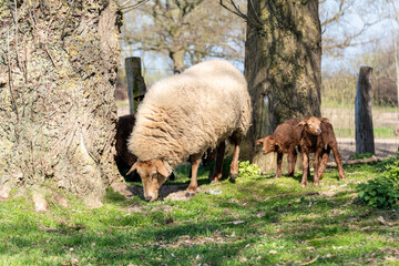 Schafe auf einer Viehweide im Frühjahr Muttertiere mit Osterlämmern