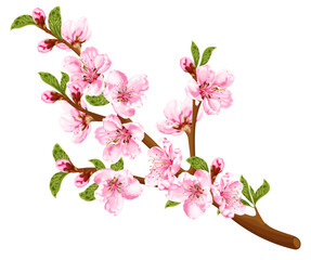 Peach blossom branch. Spring pink flowers. Stock vector illustration on a white background.