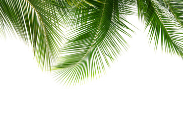Coconut palm leaves isolated on white background - 744698069