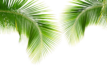 Coconut palm leaves isolated on white background - 744698286