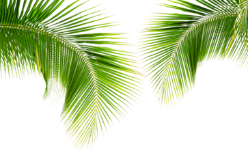 Coconut palm leaves isolated on white background