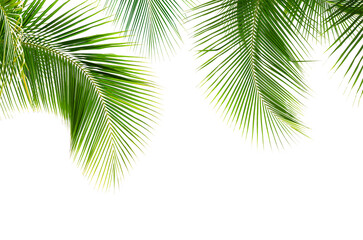 Coconut palm leaves isolated on white background - 744698293