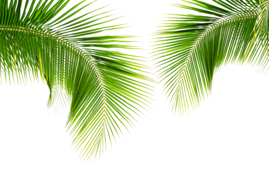 Coconut palm leaves isolated on white background