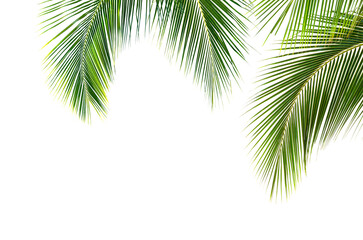 Coconut palm leaves isolated on white background - 744698421