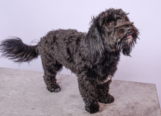 Chien en studio fond blanc