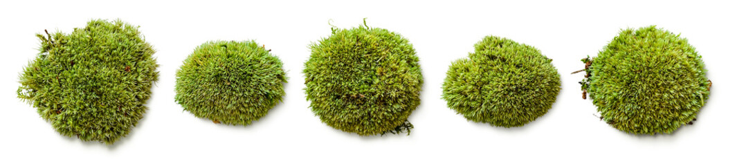 flecks of fresh green natural forest moss isolated over a transparent background, set of cut-out nature, forest, floristic or Easter holiday design elements or backgrounds, top view / flat lay, PNG - obrazy, fototapety, plakaty