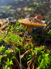 mushrooms in the forest