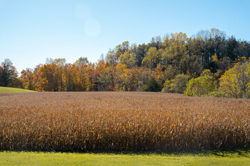 photo of a corn crop in the afternoon