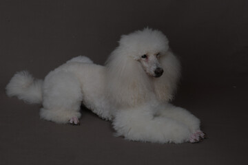 chien en studio fond blanc