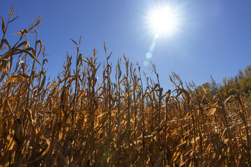 Sun shining on the cornfield