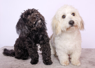 Chien en studio fond blanc