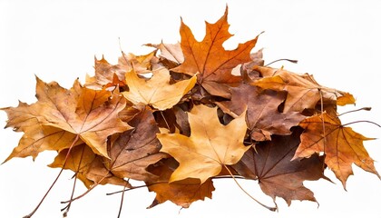 Naklejka na ściany i meble brown dry maple fallen leaves heap isolated transparent png autumn season