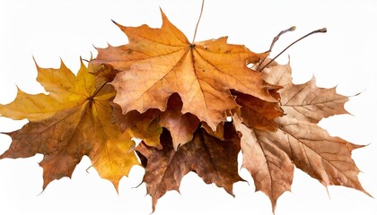 brown dry maple fallen leaves heap isolated transparent png autumn season
